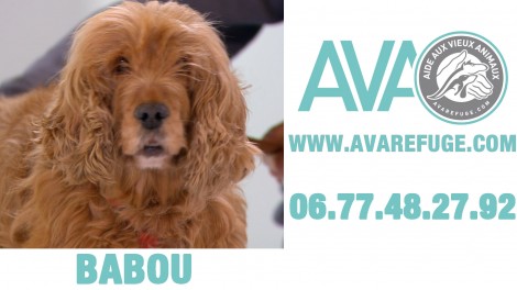Babou,chien à adopter