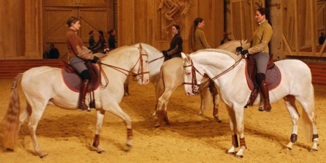 la voie de l'écuyer,Bartabas