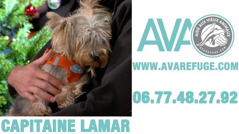 Capitaine Lamar,chien à adopter