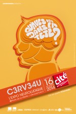 cerveau