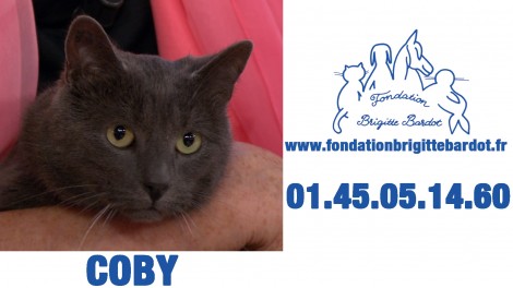 Coby,chat à adopter