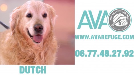 Dutch,chien à adopter