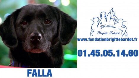 Faia,chien à adopter