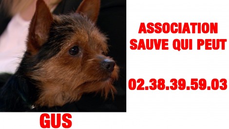 Gus,chien à adopter