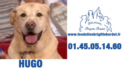 Hugo,chien à adopter