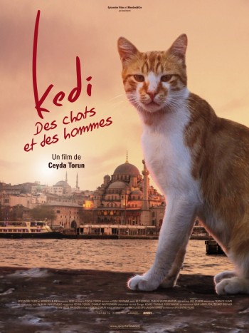 kedi,film,chat,turquie,istambul
