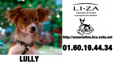 Lully,chien à adopter