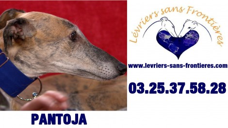 Pantoja,chien à adopter