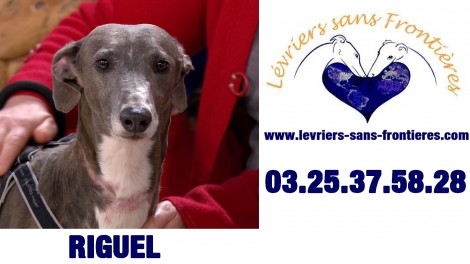 Riguel,chien à adopter