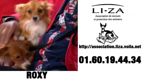 Roxy,chien à adopter