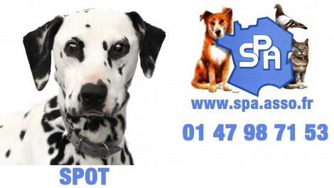 Spot,chien à adopter