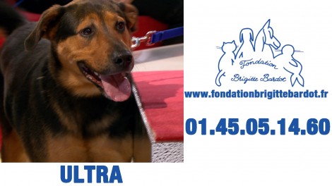 Ultra,chien à adopter