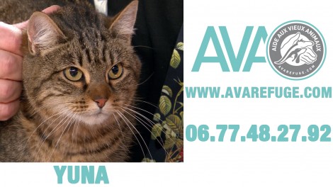 Yuna,chat à adopter